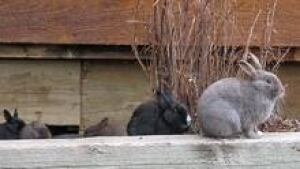 si-cgy-canmore-bunnies-