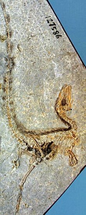sm-220-dinofossil-with-feathers-8024668