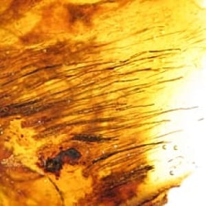 hi-220-protofeathers-amber