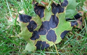 hi-620-wdr-tar-spots