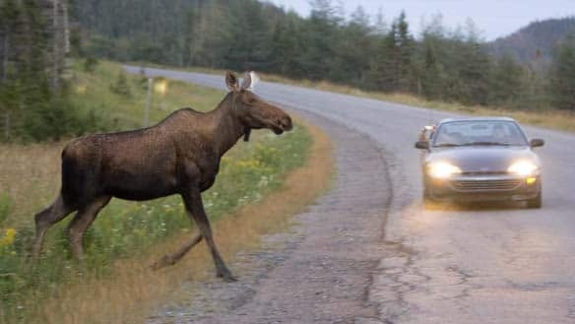 The weighty herbivore and the car CBC News