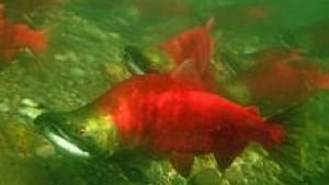 sm-220-sockeye-salmon-kmiller