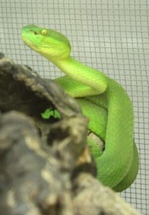 pit-viper-220