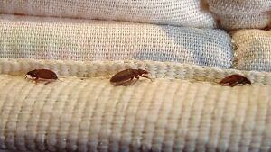 hi-wdr-bed-bugs-ap004197051-credit-orkin-llc-file