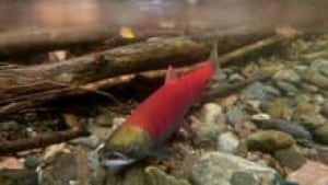 sm-220-sockeye-salmon-01707355