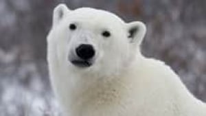 hi-polar-bear-cp-3865797-3col
