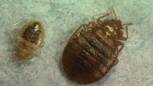 bed-bugs-300