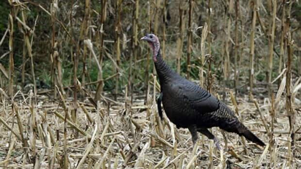 Wild turkeys causing havoc in the Ontario city of Barrie can't be culled because they're a protected species.