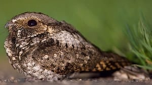 Whippoorwill