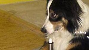 si-cancer-sniffer-dog-test-220-cp