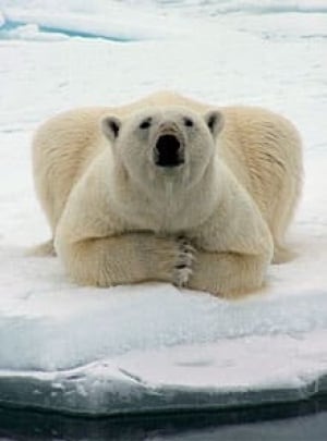 polar-bear-barrow-ap-1509770-220px
