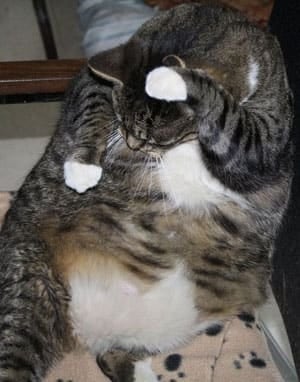 pic-300-fat-boy-mjhs