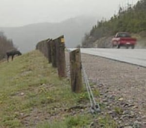 nl-moose5-301109