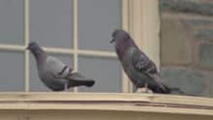 ns-si-pigeons