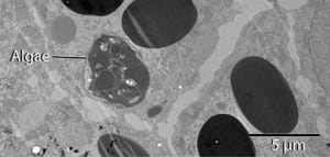 md-460-tem_algaeincell_kerney