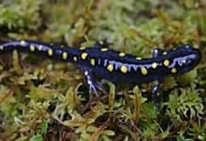 sm-spotted-salamander-220-adult_kerney