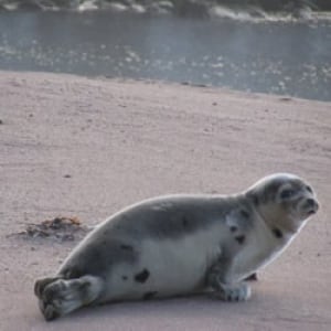 nl-beached-seal2