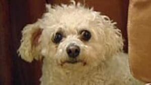 si-labradoodle-obama-220-cp