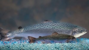 hi-852-aquabounty-00227685