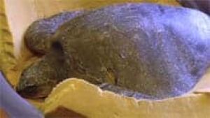 mi-bc-111125-sea-turtle