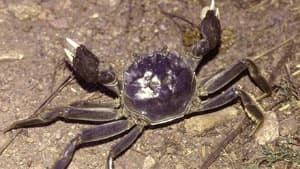 chinese-mitten-crab