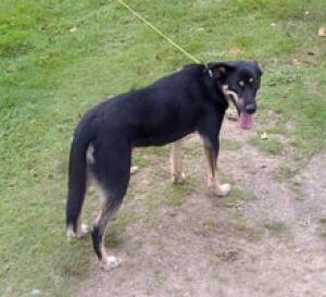 220-markland-dog