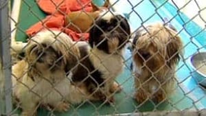 bc-100928-seized-dogs-spca
