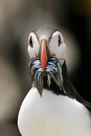 sm-300-puffin-with-sandlaces