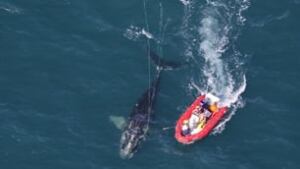 rightwhale