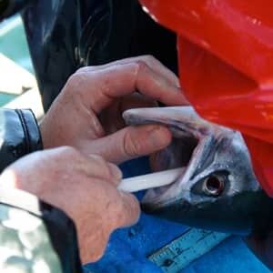 110113-salmon-tagging-jburt-dfo
