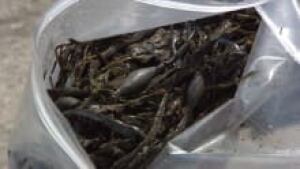 ns-si-smelly-sludge