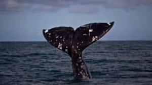 sm-220-grey-whale-ap-00892087