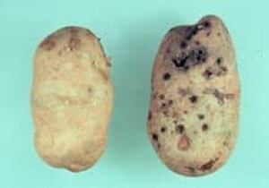 pe-si-wireworm-damage-220