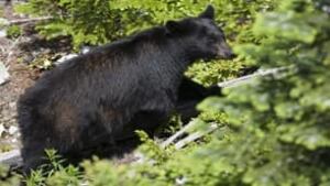 tp_black_bear_cp_6942079