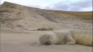 ns-sable-seals