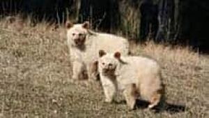 mi-bc-111101-white-bears-elkford