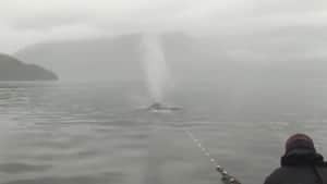 mi-bc-20110820-humpback-whale-rescue