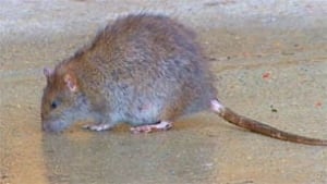 sk-rat090820