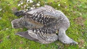 tp-north-dead-eider-cws
