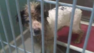 mb-dogs-seized-10717