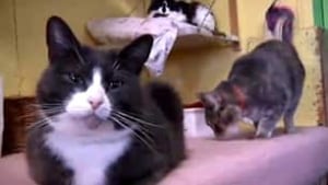 cat-shelter-montreal
