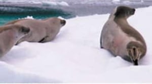 nl-seals
