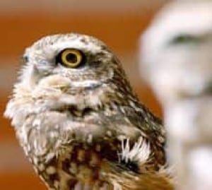 owls-cp-1446360