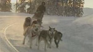 si-nwt-sled-dogs-220-file