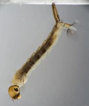 si-mosquito-larvae-istock-3