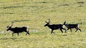 si-yukon-caribou-300-cp7434078