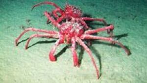 sm-220-king-crab-kheirman-ghent-university