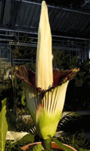 li-corpseflower-00553046