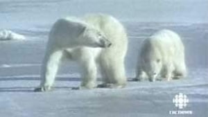 tp-polar-bears-pair-cbc