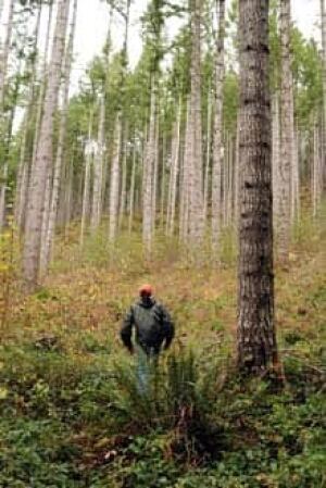 sm-220-forest-ap-7733877